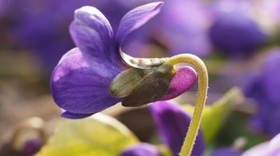 GITA a TOURRETTES SUR LOUP