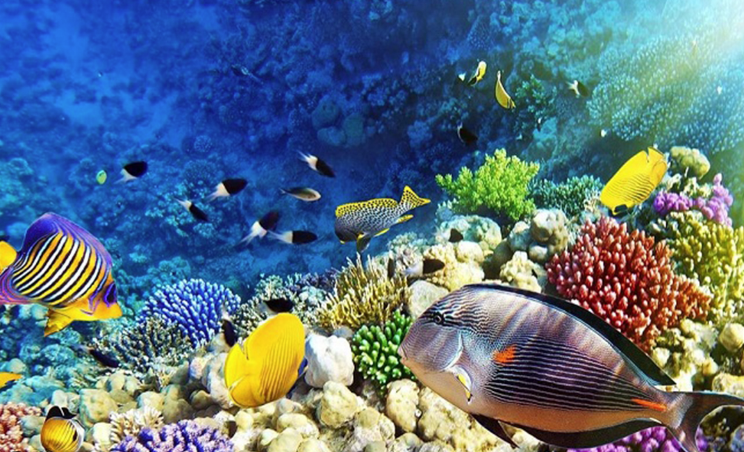 Promo SHARM EL SHEIKH